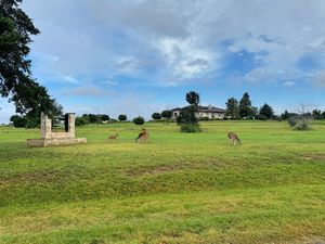 Deer In Front Of Ventana Luxury Home Driftwood