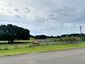 Driftwood Ventana Longhorns