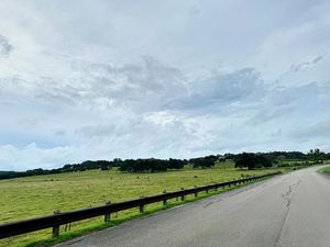 Longhorn Pasture Ventana Driftwood