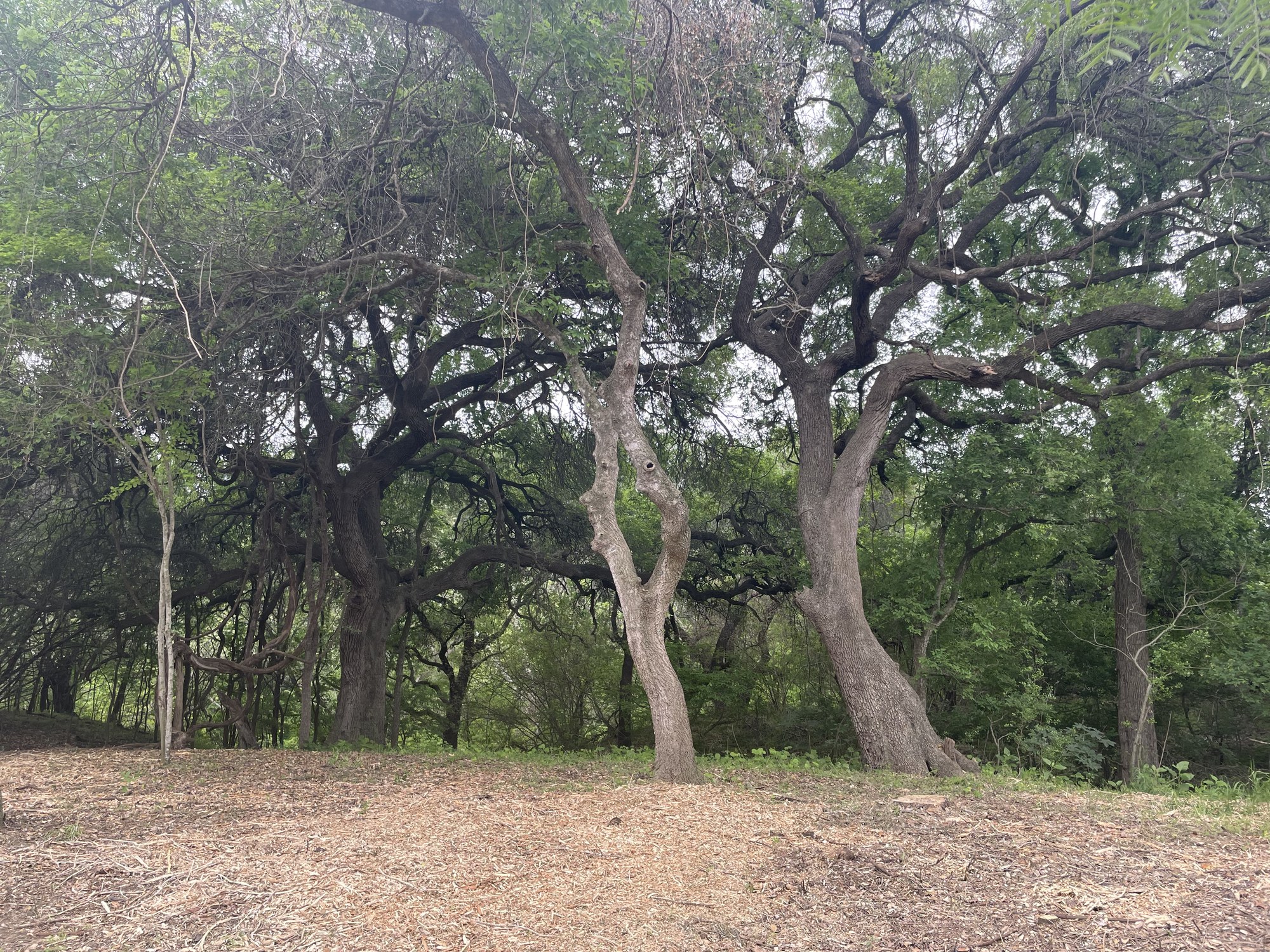 Trail Oaks